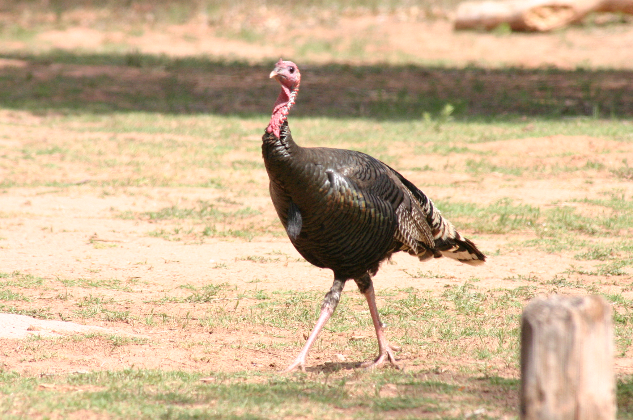 2. Preparing Turkeys for Thanksgiving:‍ Proven⁣ Strategies for Raising High-Quality Birds