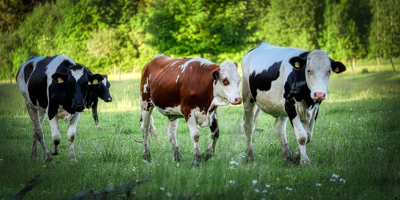 1. Safeguarding⁣ Livestock⁢ Health: A Comprehensive Guide ​to Vaccinating Your Herd