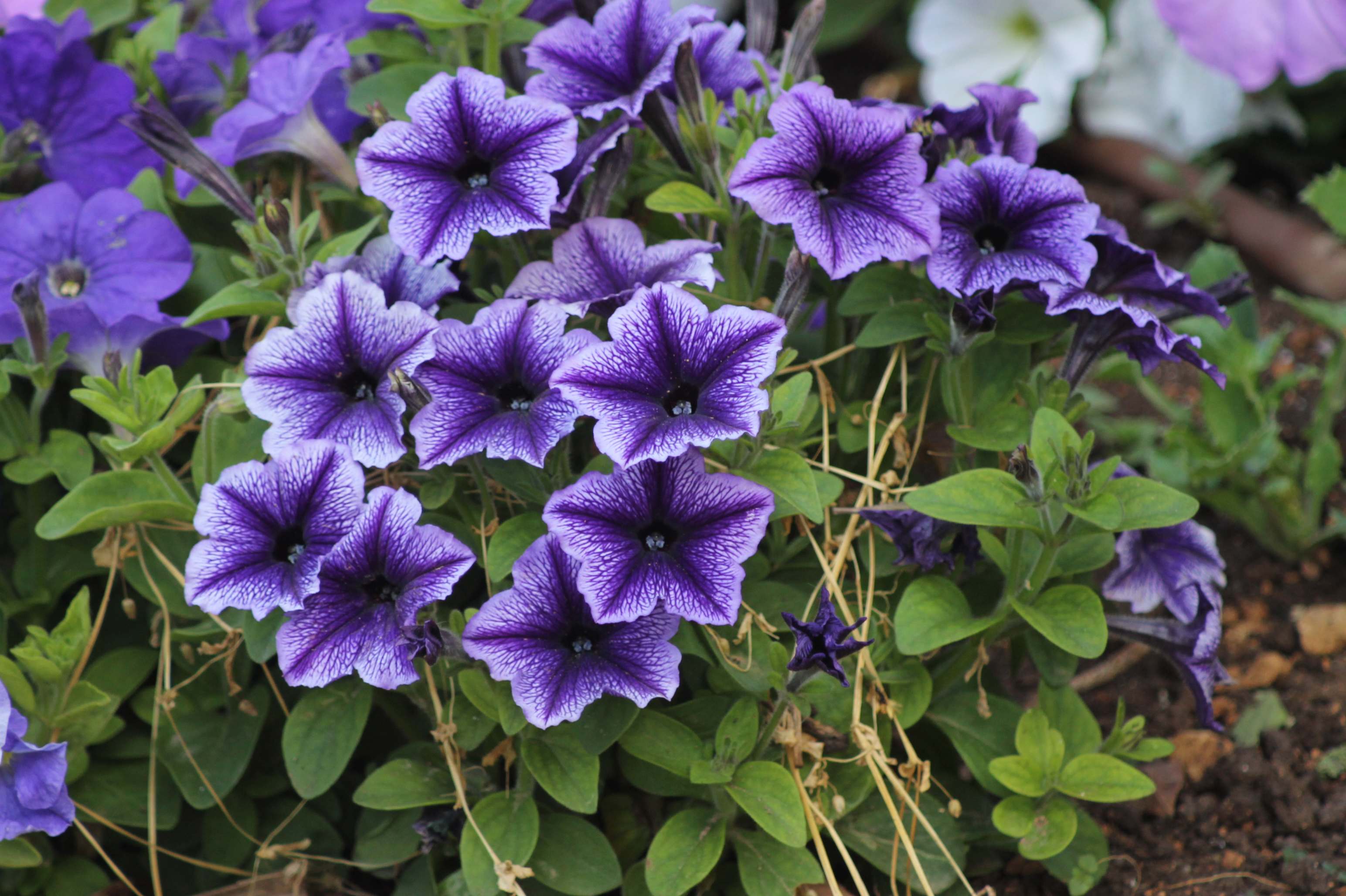 Top Flowering Plants for a ​Vibrant Home Garden.