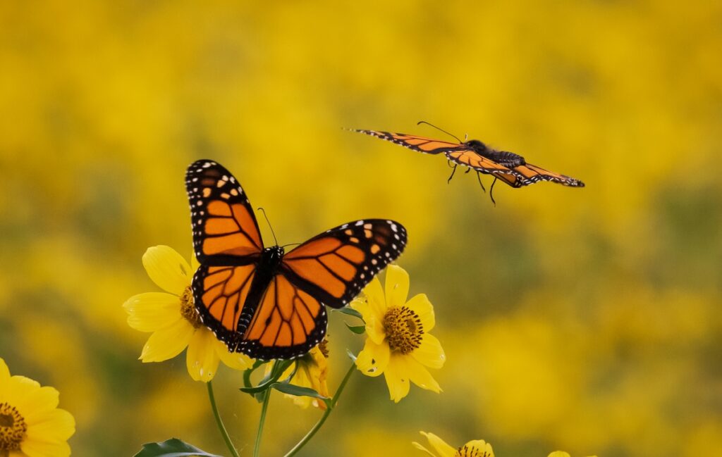 1. The Vital⁢ Ecosystem Services of Pollinators: Unlocking the Hidden Powers of Nature's Garden Allies