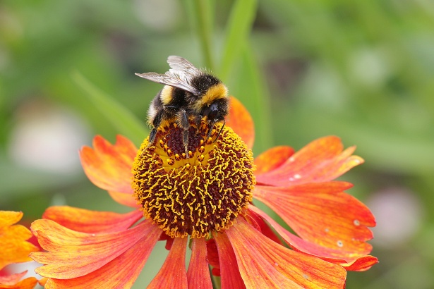 Creating a Pollinator-Friendly Haven: ⁤Selecting the⁣ Perfect Flowers and Shrubs for Your Garden