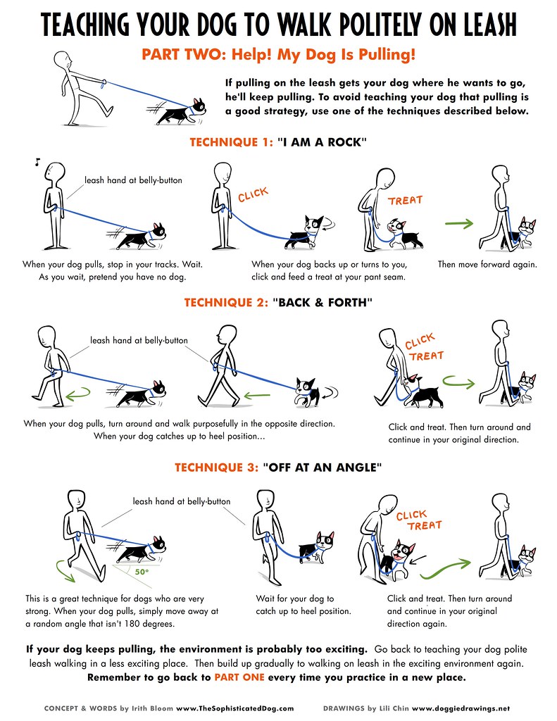 Building Trust and ‌Establishing​ Boundaries:​ The Key Steps in Leash Training your Small Dog